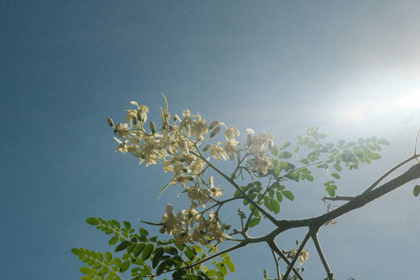 White flowers on a branch against a clear blue sky with sunlight
