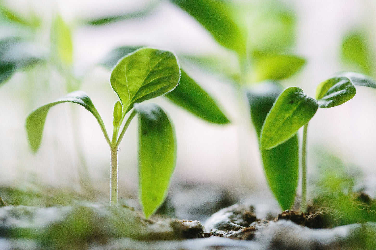 Young green plants sprouting from soil with a blurred natural background